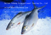 FROZEN MILK FISH (Chanos Chanos)