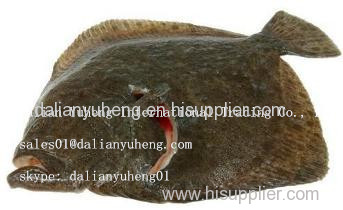 FROZEN TURBOT FISH Fillet