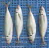 FROZEN HORSE MACKEREL FISH