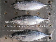 FROZEN BONITO TUNA Fish