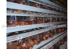 Wire mesh layer H type chicken cage