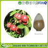 Hawthorn Fruit Extract Powder