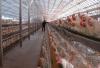 Steel truss structure for chicken coop chicken shed farm