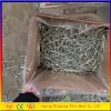 Anping Bingrong iron nails/galvanized common nails factory