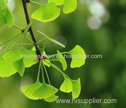 Ginkgo Biloba Extract with Ginkgetin Ginkgolides