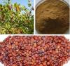 Jujube Seed Extract with Jujuboside 2%-5%