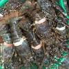 Live Lobsters Frozen Lobsters Tail
