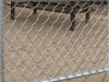 High quality Rattan Fence chain link fencing with Privacy Screen fabric