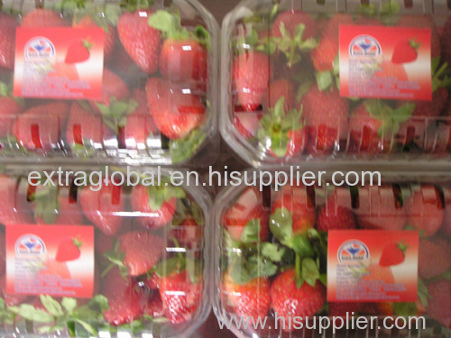 Fresh Egyptian Strawberry for export