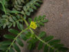 Tribulus Terrestris extract Saponins