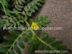 Tribulus Terrestris extract Saponins