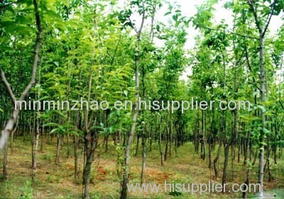 Pure Natrual Salix Alba Extract Salicin