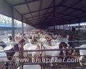 Anti Corrosive Agricultural Steel Frame Buildings Galvanized Steel Cowshed Easy Installation