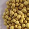 Grade AA Quality SoyBeans