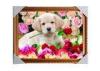 Customised PET Pictures 3D Lenticular Printing Service Stock 3D Image PS Frame