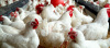 White Live Chicken for sale