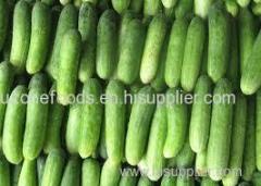 Fresh cucumber For Sale