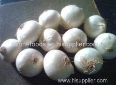 Fresh White Onion From Cameroon