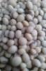 soybean oil seed for your oil