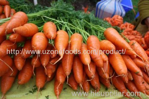 Fresh Carrots For Sale