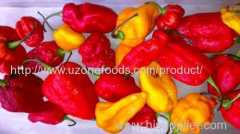 Fresh Chili Peppers For Sale