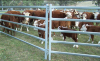 Hot sale factory cheap cattle fencing panels for sale