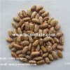 Light Speckled Kidney Beans (LSKB) Bulk Sugar Bean