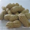 China new crop raw peanut groundnut in shell with double wash