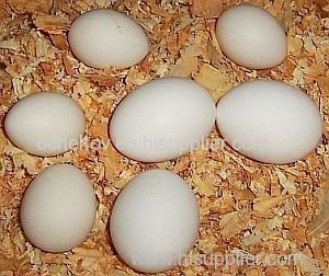 Chicken Broiler hatching Eggs Cobb & Ross