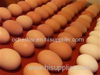 Chicken Table Eggs White & Brown Fresh