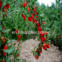 2016 hot sale fresh goji berries and ningxia bulk goji berry /dried goji berry