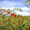 Chinese dried Goji Berry Ningxia wolfberry