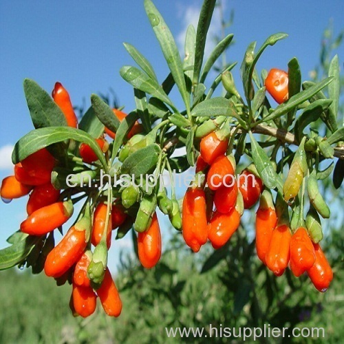 Berry Goji raw goji berries