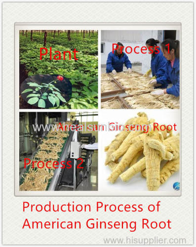 No Pesticide residue American Ginseng Powder