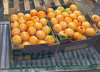 Fresh Spanish murcott mandarins