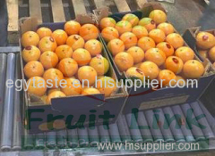 Fresh Spanish murcott mandarins