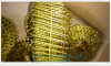 high quality yellow painted copper wire welded coil nails