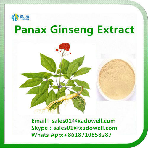 Panax ginseng Extract 80% Ginsenosides