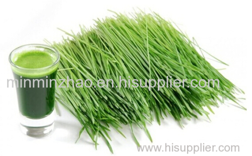 Barley grass juice powder