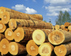 Export import Wood import to shenzhen customs clearance