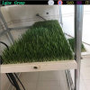 paddy rice seedling tray/rice planter