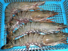 Tiger Shrimp Dried Salted Baby Shrim Dried Boiled Shrimp