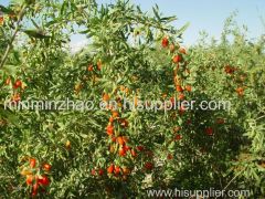 Goji berry extract polysacchaides