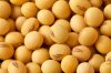 Hight quality soy bean