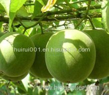 Organic Luo Han Guo extract powder 80% Mogroside 20% Mogroside V