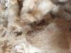 Raw Greasy Sheep Wool