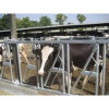 New Design Cattle Headlock for Cow Farm