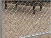 High Quality Galvanized Chain Link Fence/PVC Coated Used Chain Link Fence For Sale