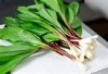 broad leaf wild ramps vegetable