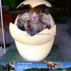 Animatronic Baby Growing Dinosaur Egg